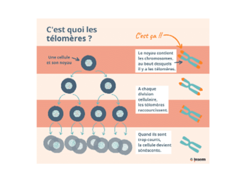 Télomères